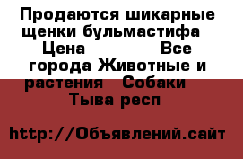 Продаются шикарные щенки бульмастифа › Цена ­ 45 000 - Все города Животные и растения » Собаки   . Тыва респ.